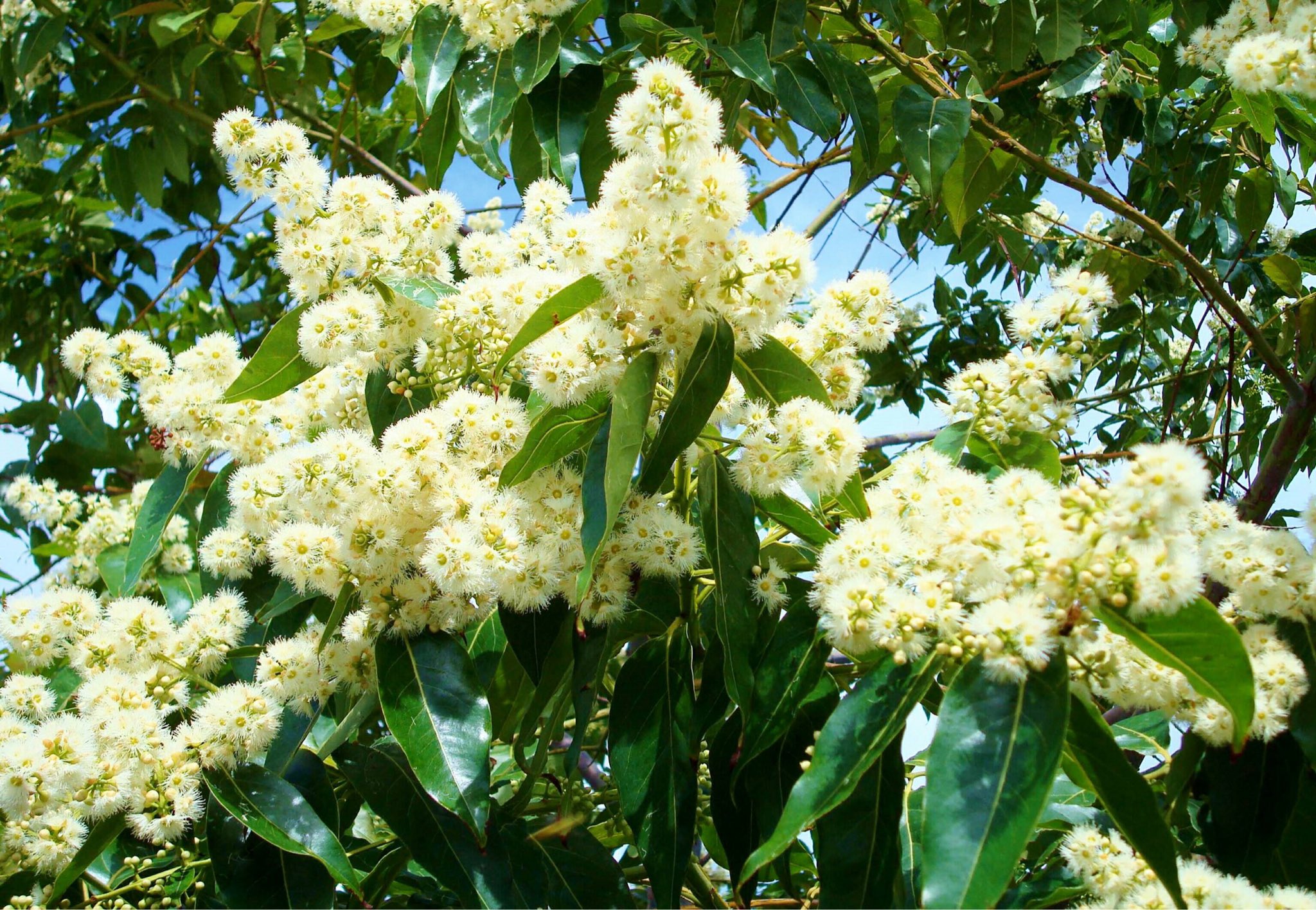 花 10月25日の花 ユーカリ 花言葉 思い出 フトモモ科ユーカリ属の 常緑性高木の総称 コアラのエサで有名 ユーカリ油 イギリスで 医薬品として認証されており 気道のカタル性炎症 リウマチの諸症状に利用される オーストラリアの先住民