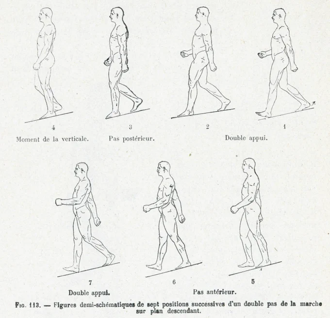 美術解剖学に運動生理学が導入されたのは19世紀中頃。19世紀末には連続写真を用いた図も作成されていた。現代の教科書でもたまに見かけるが、アニメーターや運動を表現するCGクリエイターにとって有益な情報になるだろう。 