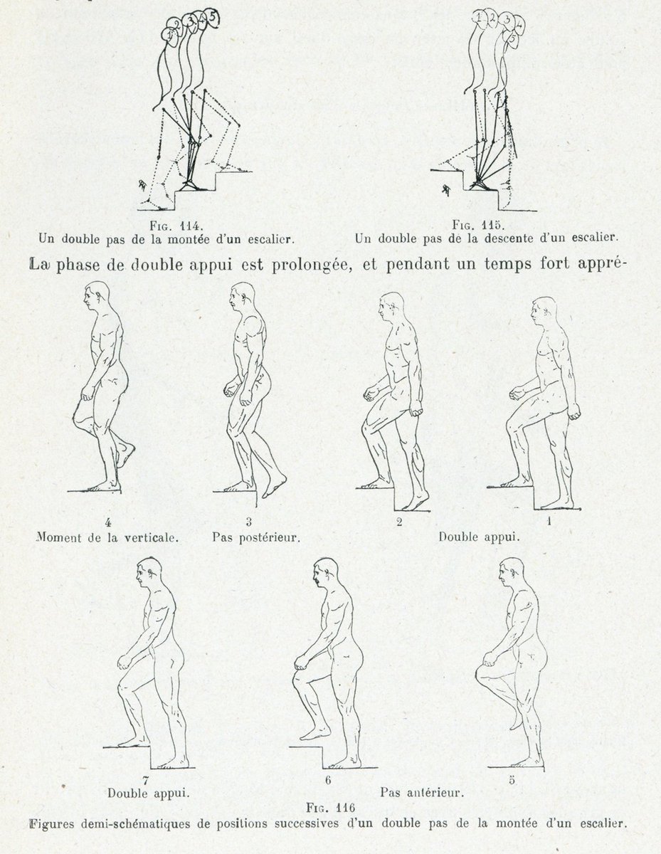 美術解剖学に運動生理学が導入されたのは19世紀中頃。19世紀末には連続写真を用いた図も作成されていた。現代の教科書でもたまに見かけるが、アニメーターや運動を表現するCGクリエイターにとって有益な情報になるだろう。 