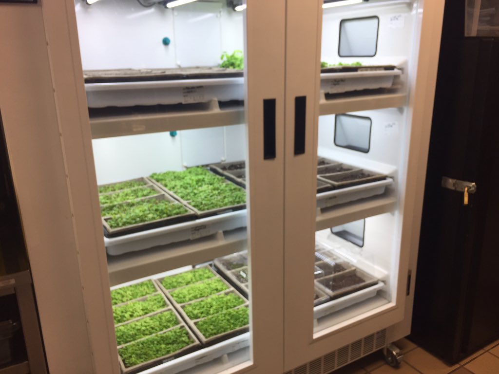 YuanHaiying's tweet photo. A fascinating tour at @NAITCulinary  with the Department Head Jeff Gordon as the tour guide. Micro greens, cheese making, most important, got a chance to taste different kinds of delicious foods (chips, ice cream and vegan donuts) with Pulse products as the ingredients! #CPRW18 https://t.co/sNQwOJ86QM