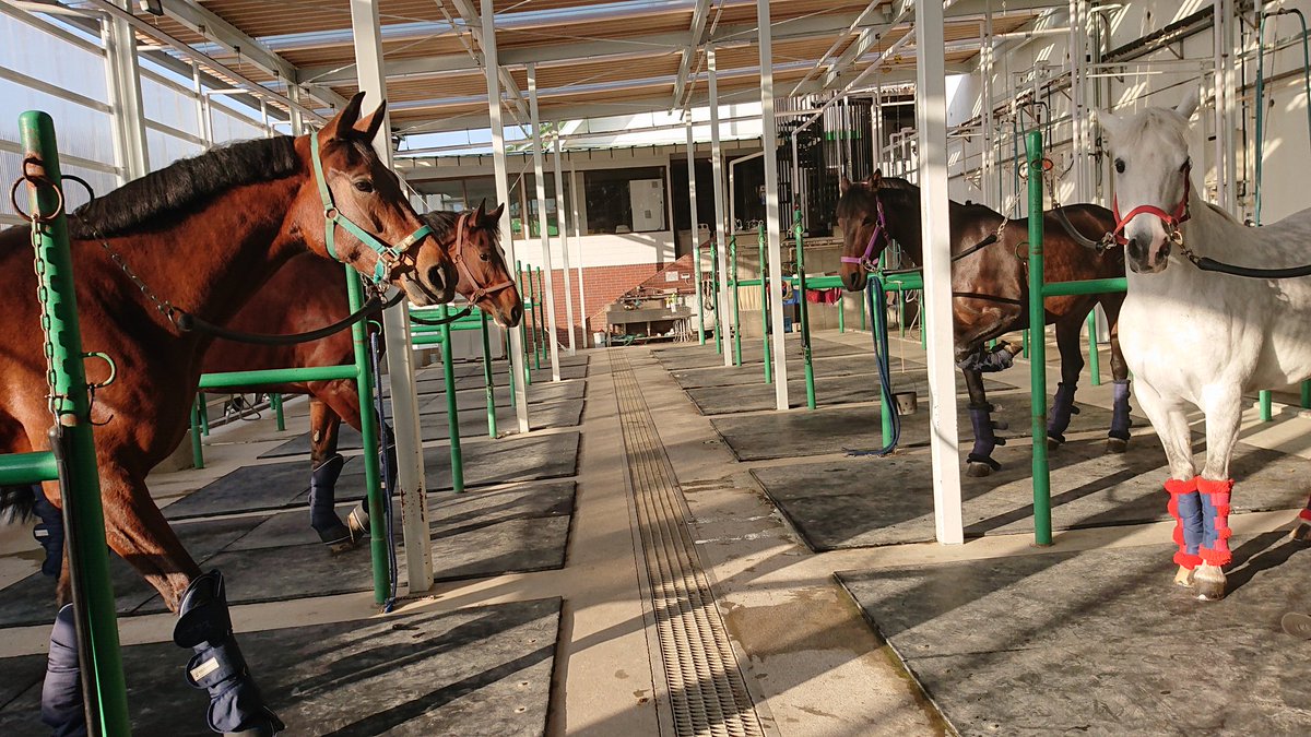 ペガサスｒｃ On Twitter おはようございます 今日は東関東で試合です 4頭出場 ペガサス乗馬クラブ