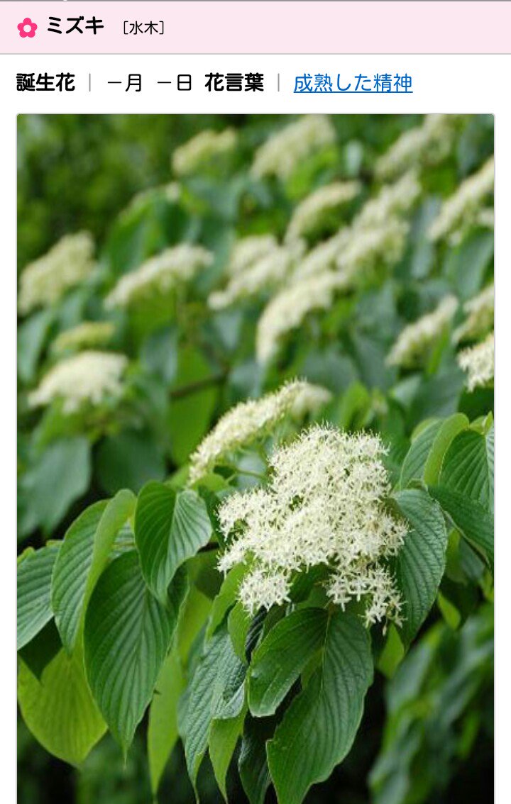 くう 眩暈 飯田瑞規 裏山に咲く花の名前をつけてくれた という歌詞を聴いてミズキという花を調べてみた 花が可憐なのに花言葉が力強くて信念を持って音楽と向き合っている飯田さんにぴったり Nowplaying T Co 3wwjqzjzyb Twitter