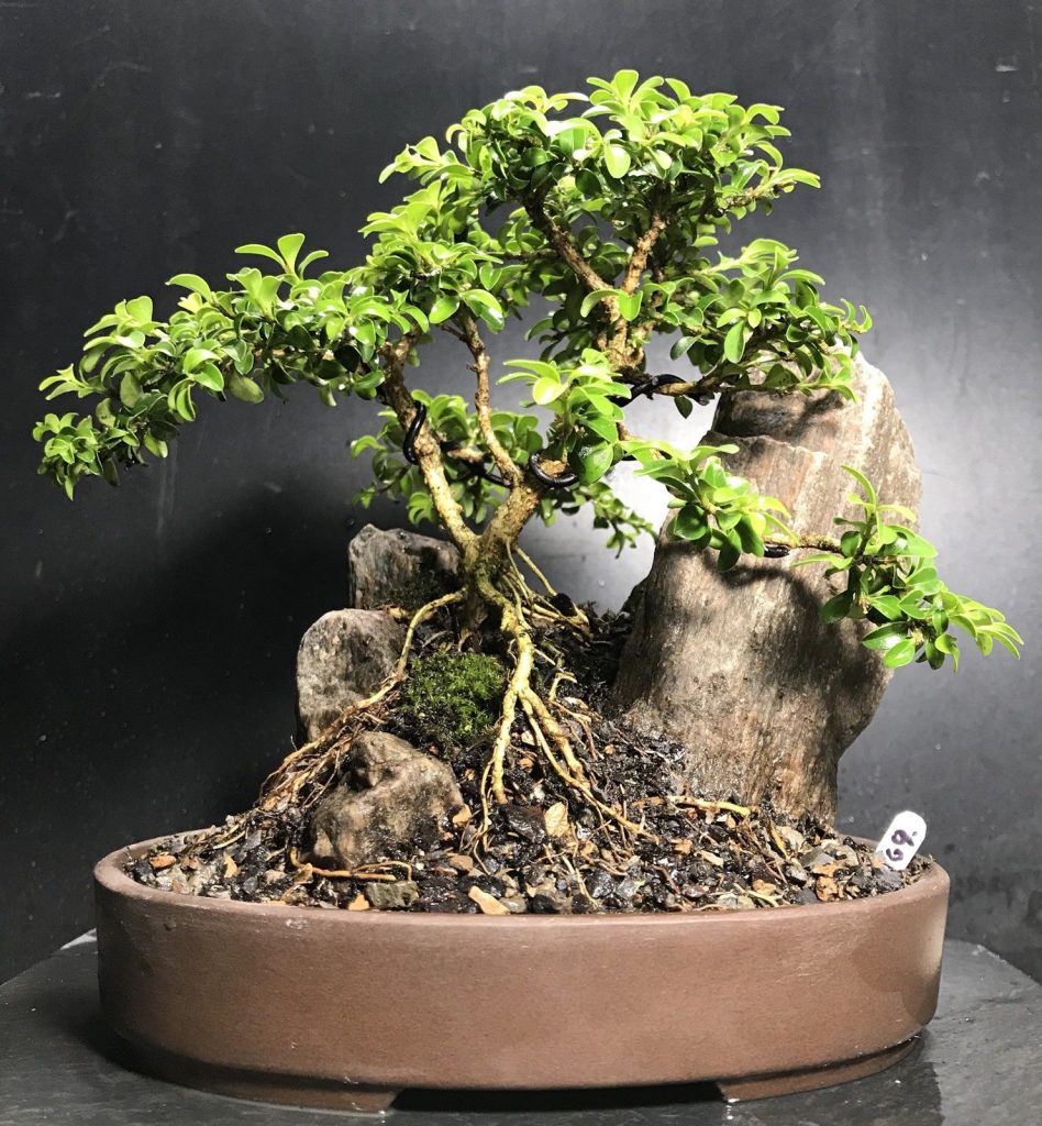 wikibonsai's tweet photo. #Bonsai #Kingsville #Boxwood #Saikei, #Mini #Rocky #Landscape #9 #Years From #Cutting - https://t.co/WgMhAkRkyd #Juniper #JuniperusBrevifolia #JuniperusPhoenicea https://t.co/BJ0KSs4TtB