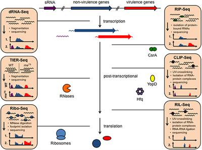 download wächst die seuchengefahr globale epidemien und armut strategien zur seucheneindämmung in einer vernetzten welt