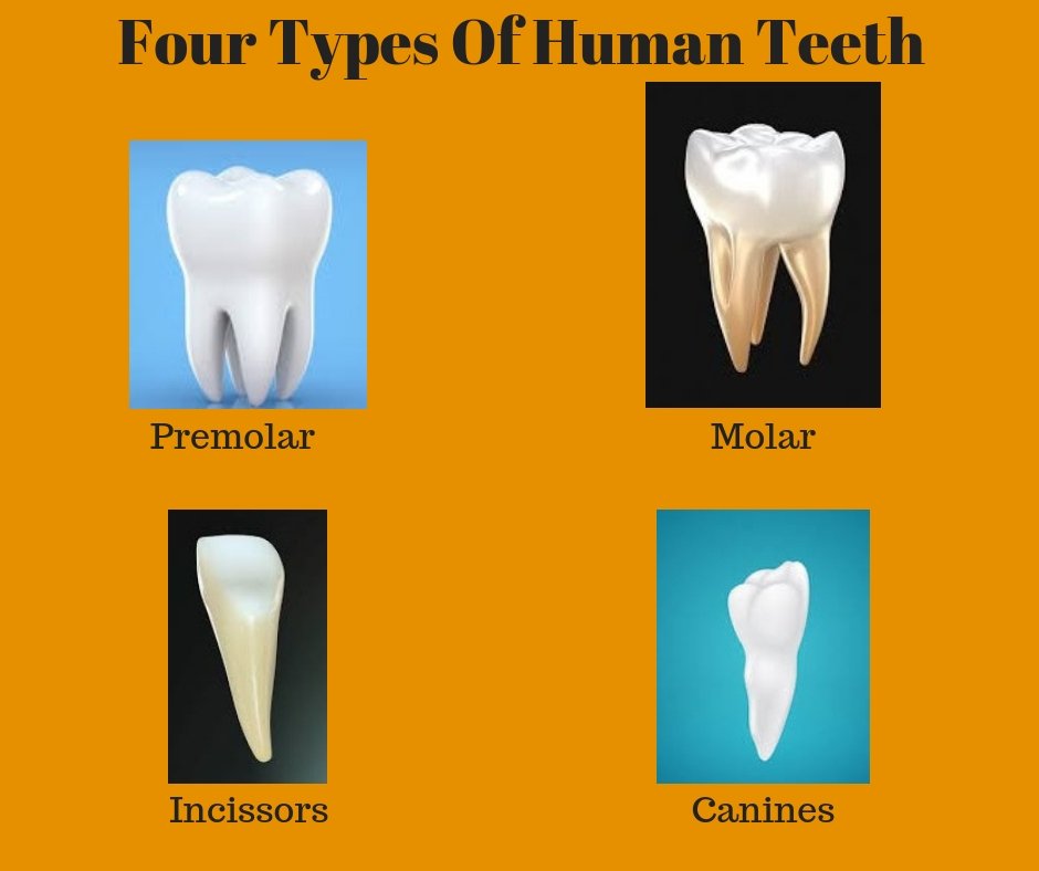 AllSmilesDSpa's tweet image. Have a look at the four various kinds of teeth.
allsmilesdentspa.com
#teeth #typesofteeth #incisors #canines #molars #premolars #dentalcare #dentalhealth #allsmilesdentalspa #dentalclinic