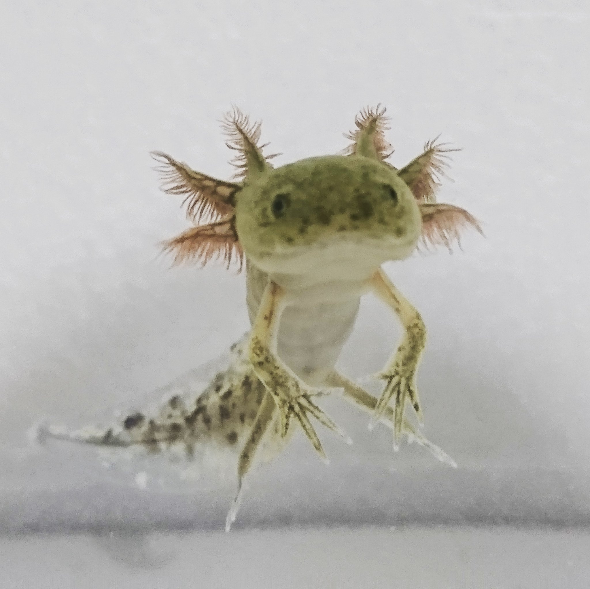 Twitter 上的 シズマ 動物垢 天使度の高い幼生と 肥満度の高い現在のウパさん ウーパールーパー ウーパールーパーマーブル メキシコサラマンダー 両生類 T Co Umndlhhk5k Twitter