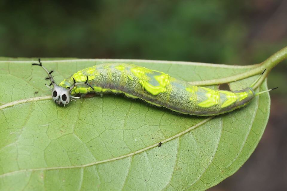 mamekosato1's tweet image. ハロウィン🎃が近いらしいのでハロウィンらしい虫。カオヤイさんが見つけてウスコムラサキの幼虫だと教えて下さいました。 自分史上ナンバー3に入るくらいの衝撃👻スカル顔もだけどこのナイキを彷彿とさせるバディの色合いにも度肝抜かれました。