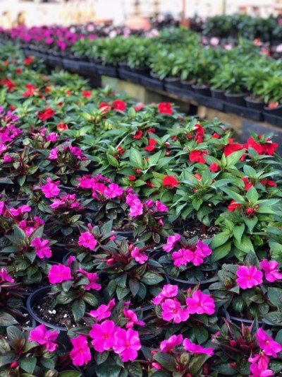 RorabeckProduce's tweet photo. Rorabeck's plant of the week is, the New Guinea Impatients. They bring a nice touch of color with it's many flowers. They are available in 10 different colors. The New Guinea Impatients is available in 6" pots for $2 each. https://t.co/JuZfRF4bkX