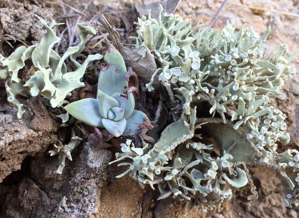 Texosporium's tweet image. One of the coolest things I've learned recently is that lichens facilitate the establishment of some Dudleyas (cool CA succulents) on the south coast of California. One very rare D. species is a lichen obligate!