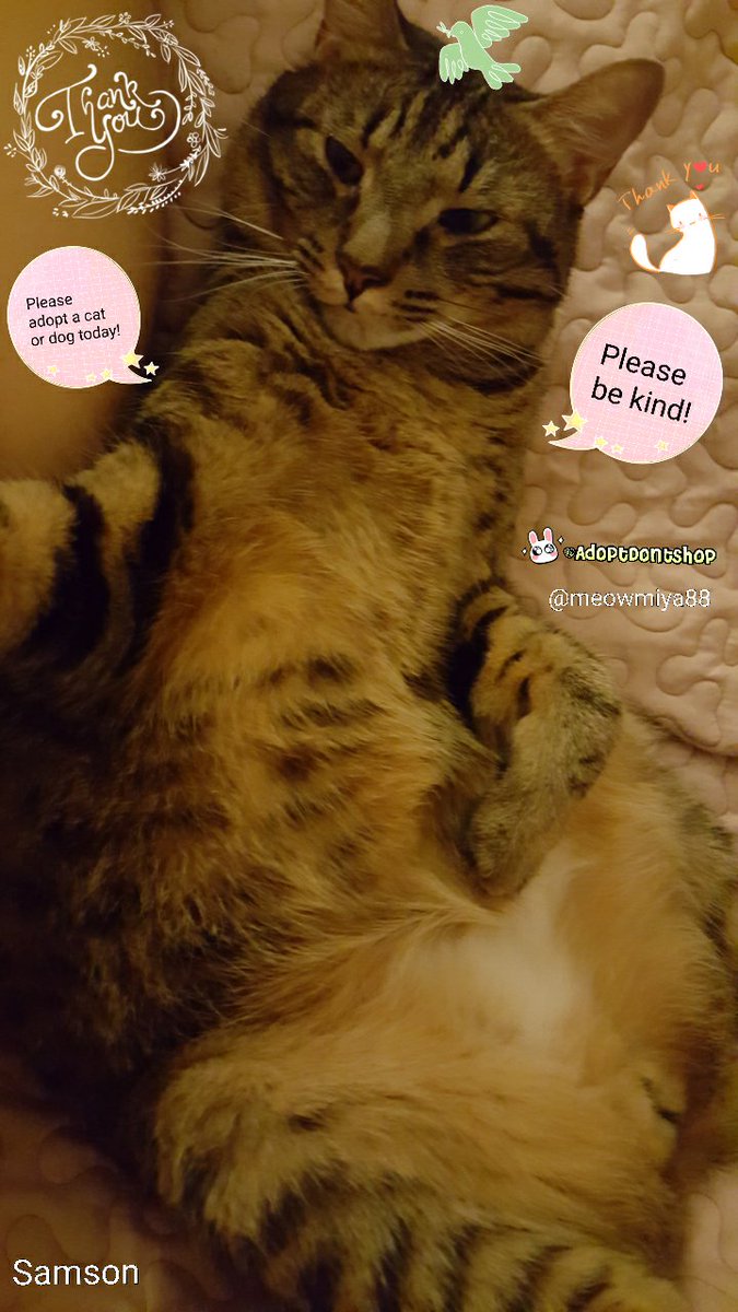 🌻Samson Cat🐱 tweet media