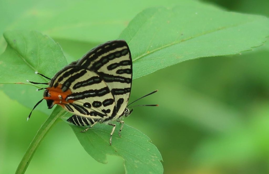 TaiwanInsects's tweet photo. Hard to beat Club Silverline, Cigaritis syama (was Spindasis syama).  
#lycaenidae Xiong Yingo. 
A roadside bagging, well worth the random stop. https://t.co/1mUtW9N8os