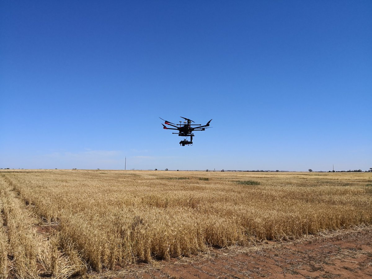 TrevorGarnett's tweet image. Hi res imaging of wheat heads on #SAGIT wheat trial @AustPlantPhenom @waiteresearch @adelaidedrones @wheathub