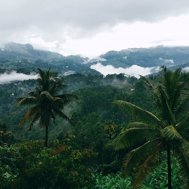 theleafmunnar's tweet photo. Munnar is beatiful than ever
#keralatourism #munnar #beatifulmunnar #neelakuriji #TheLeafMunnar #Myleafexperiance #weareatleaf #exploremyleaf #exploremunnar https://t.co/hOCFpImGis https://t.co/P2zOodZWRu