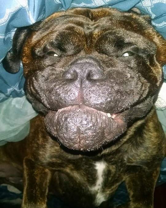 K9Salute's tweet photo. This #herodog might just be a #weirdodog! 🐾😂
#k9salute #weirdo #WeirdWednesday #doglife #doglovers #dogsoftwitter #Bullmastiff #bullyface https://t.co/b9bhrYp1ke