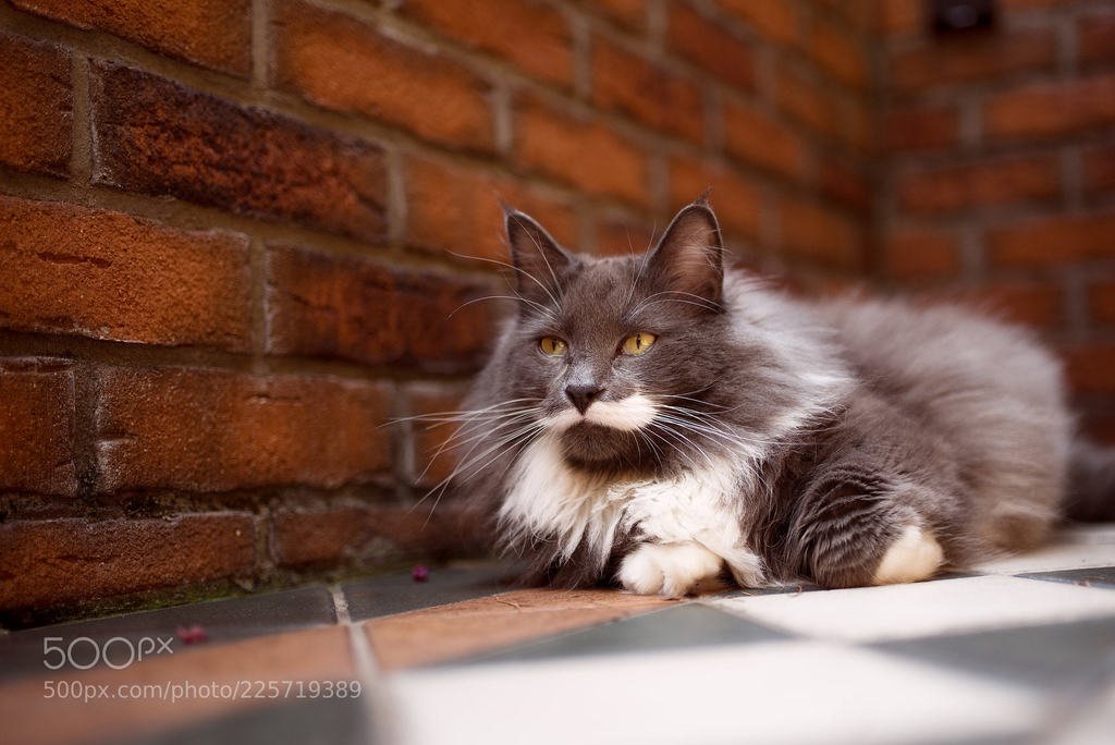 another brick in the ...? (автор фото profifotopl) #Animals