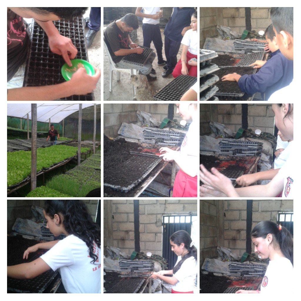 lnamd1968's tweet photo. #EducandoEnComunidad  Grupo de estudiantes de Creación, Producción y Recreación de PLÁNTULAS Y SEMILLAS en el Invernadero proceso de Semillero a cargo de la Licda. Rosalba Cáceres con el apoyo PTMS #accionandolíneasdeinvestigación EducacionyEcologia/Clima Escolar/GestiónEscolar https://t.co/l5Z0AeyTlR