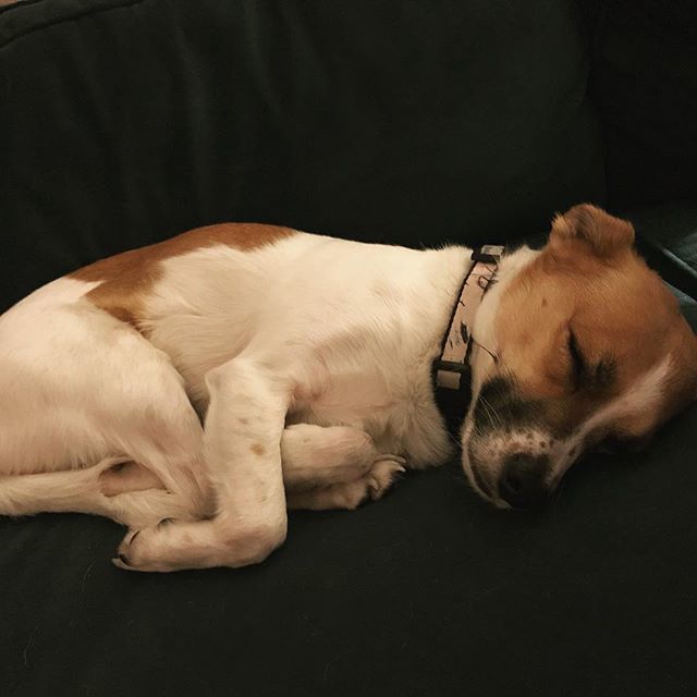 BarthDoesThings's tweet photo. Like the saying goes: Keep your legs close and your hind legs closer. #instapollo https://t.co/YzXtaJmCHW https://t.co/Yn427PMJXb