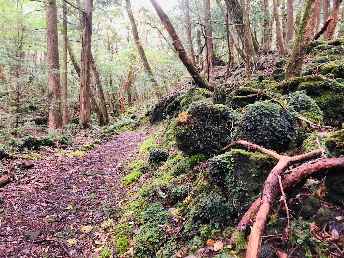Sampomaster1's tweet image. Last week I went to Jukai of Mt. Fuji for trail running.
The Aokigahara Jukai is a vast primitive forest spreading over Lake Motosu, Lake Saiko, Lake Shoujin, which is the foot of Mount Fuji.
sampomaster.com/?p=1692
#jukai #AokigaharaJukai #樹海 #mt.fuji #青木ヶ原樹海