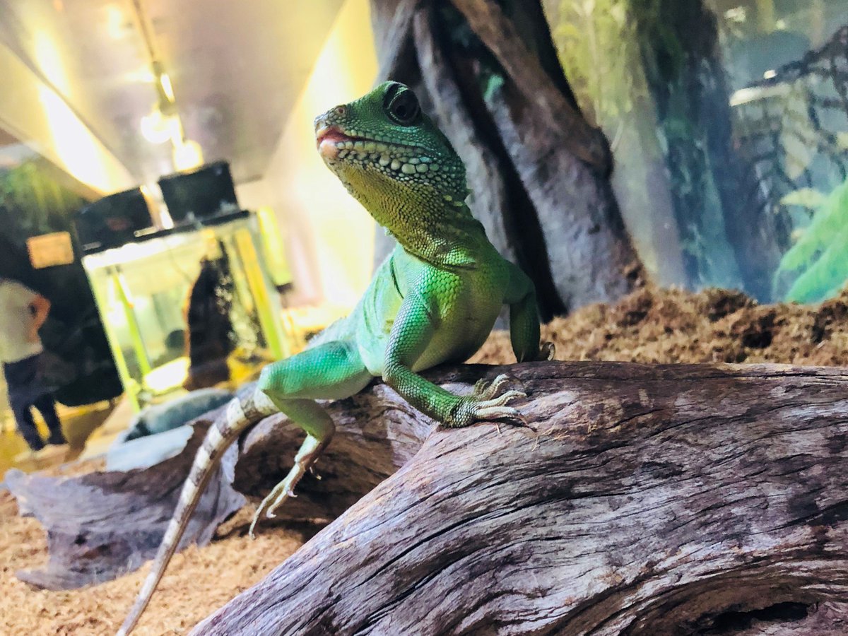 足立区生物園 No Twitter かっこいいでしょ W カメラを向けたら決め顔をしてくれました 足立区 生物園 爬虫類 インドシナウォータードラゴン カメレオンじゃないよ 足立区生物園 No Twitter かっこいいでしょ W カメラを向けたら決め顔をしてくれました 足立区 生物園 爬虫類 インドシナウォータードラゴン カメレオンじゃないよ