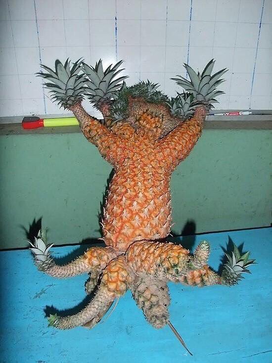 presentcorrect's tweet image. Good morning.

Thursday October 25th is sponsored by a blood curdling pineapple.