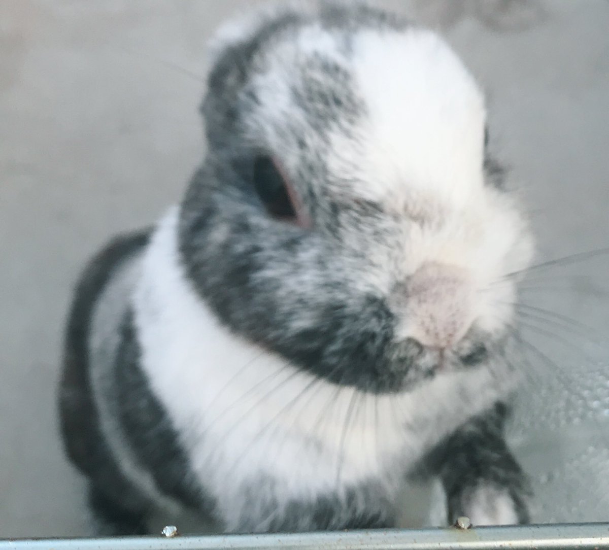 うさぎ可愛い うさぎ可愛い