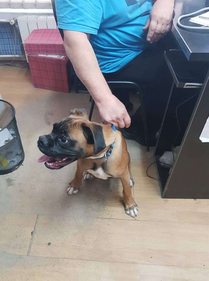 trompyozza's tweet image. Pronadjen mlad bokser u bloku 61, dobar i veseo, sigurno ga je neko izgubio... pls RT