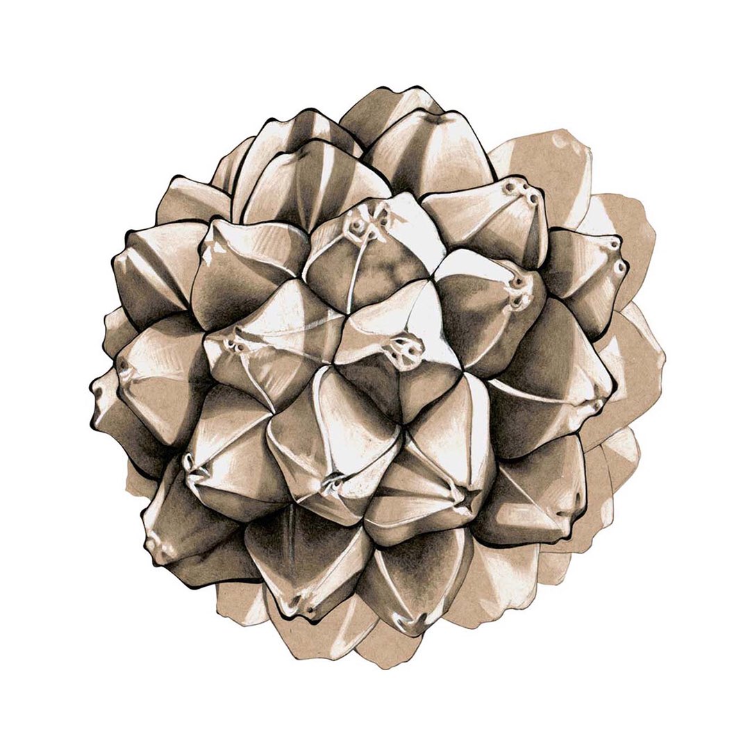 RYOONO_official's tweet image. RYOONO EXHIBITON
at hpgrp GALLERY TOKYO
2014
#screwpine#pandanusboninensis#boninislands#endemicspecies#japan#pencildrawing#pencil#photoshop#cutandpaste#ryoono#2014