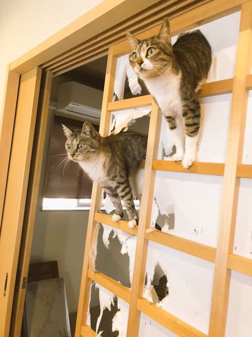 トップコレクション 猫 障子 トップコレクション 猫 障子