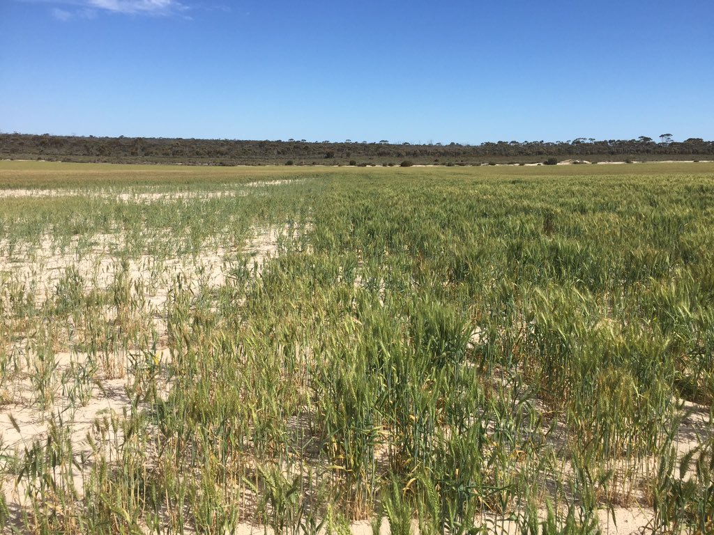 GlenFletcher11's tweet photo. Slip ploughed to 1 meter then levelled with Bednar .Last two photos nil ripping on left pulled out couldn’t reach clay https://t.co/Xps67QigoF