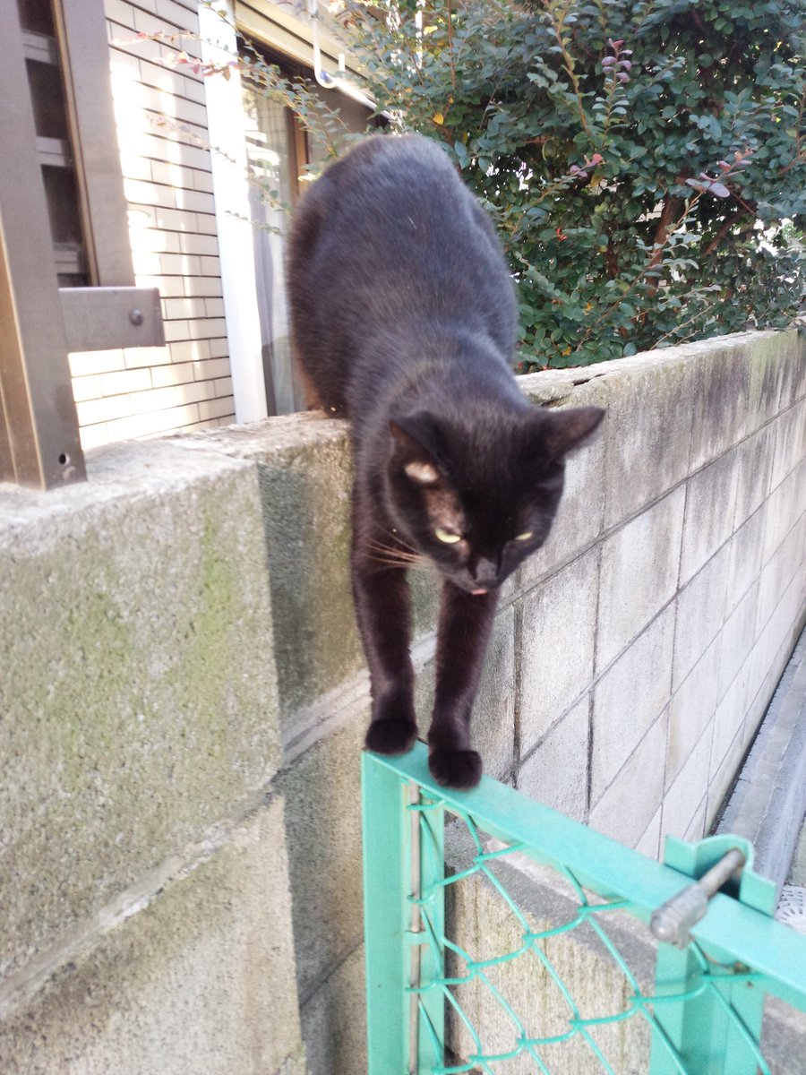 ヴォルトトス吉田 今朝のネッコさん このポーズかわいいね 野良猫