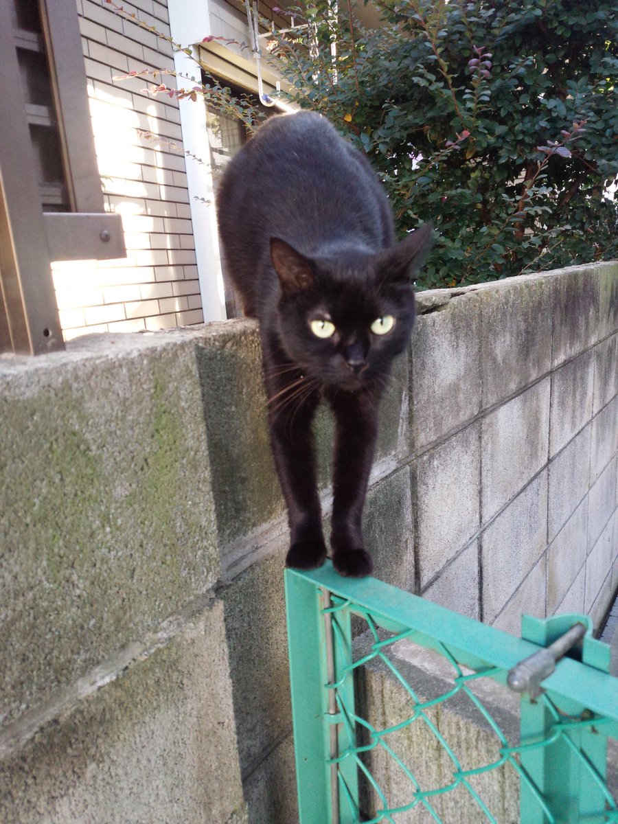ヴォルトトス吉田 今朝のネッコさん このポーズかわいいね 野良猫
