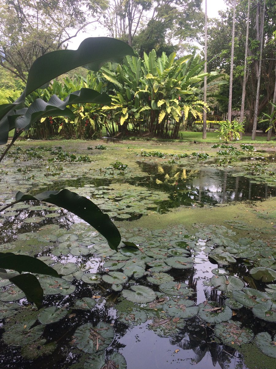 Fun_Univerde's tweet image. Les invitamos en El Cerrito, Valle del Cauca, Colombia a recorrer un lugar sin igual : Museo de la Caña del Ingenio Providencia, súper experiencia en historia y disfrute natural, qué jardines y flora sin par!