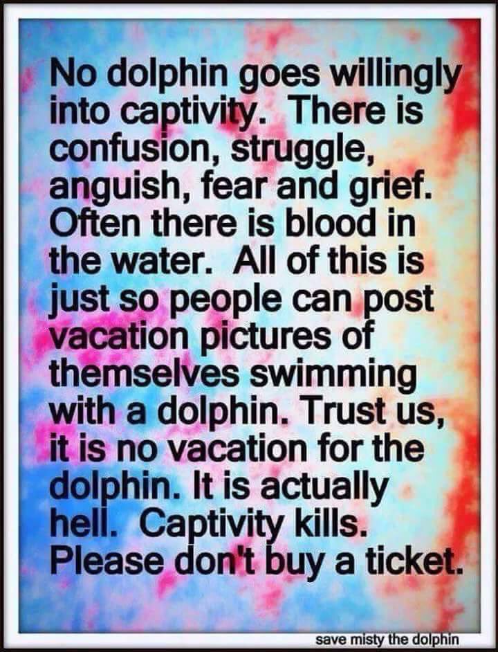 🐬 Dolphin Angels 🌱 Ⓥ tweet media
