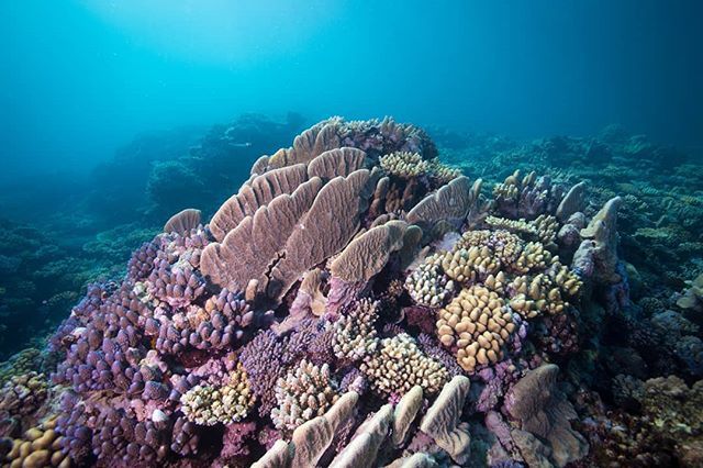 In two weeks I'll be making my way back to capture Raine Island for the second time in my life, where the surrounding reef top features the most incredible hard coral coverage I've ever laid my eyes on. This place is also the largest Green Turtle nesting… ift.tt/2Q1nq6M