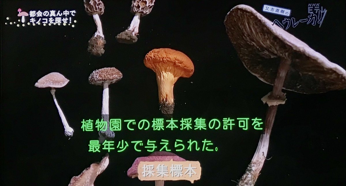 小6にして日本菌学会に所属し 最年少で植物園での標本採集許可を与えられた女子が登場 キノコの驚きの生態を紹介 又吉直樹のヘウレーカ Togetter 小6にして日本菌学会に所属し 最年少で植物園での標本採集許可を与えられた女子が登場 キノコの驚きの生態を紹介 又吉直樹のヘウレーカ Togetter
