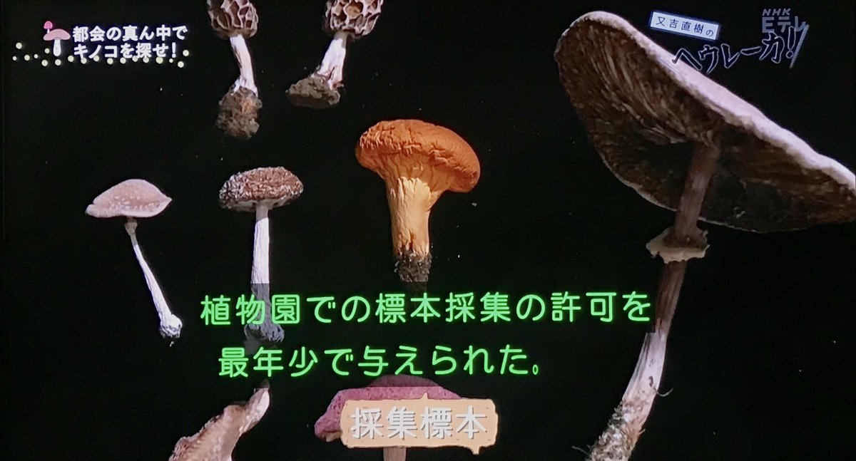 小6にして日本菌学会に所属し 最年少で植物園での標本採集許可を与えられた女子が登場 キノコの驚きの生態を紹介 又吉直樹のヘウレーカ Togetter