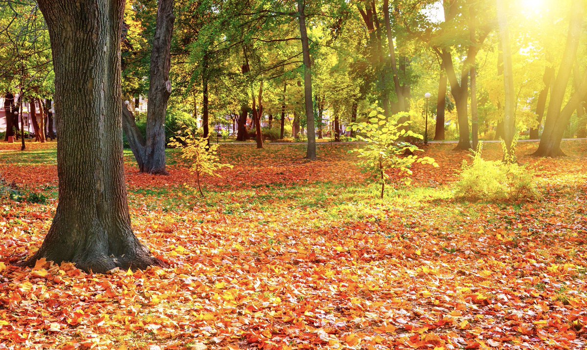 A_AMilne's tweet photo. "Let's go and see everybody," said Pooh. "And then it's a Friendly Day." Piglet thought that they ought to have a Reason for going to see everybody. "We'll go because it's Thursday," Pooh said, "and we'll wish everybody a Very Happy Thursday."~A.A.Milne #ThursdayThoughts https://t.co/pwsGOuIY4w