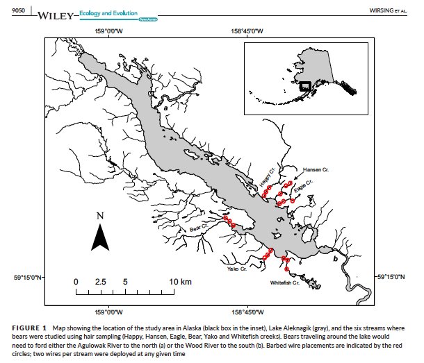 CurryCunningham's tweet photo. We used genetic mark-recapture to estimate brown bear abundance and movement among salmon streams.

Turns out barbed wire is a great way to collect bear belly hair, and allows you to identify fascinating spatio-temporal patterns in foraging habitat use. 

https://t.co/RcSAUHKAwn https://t.co/iViItHVoqn