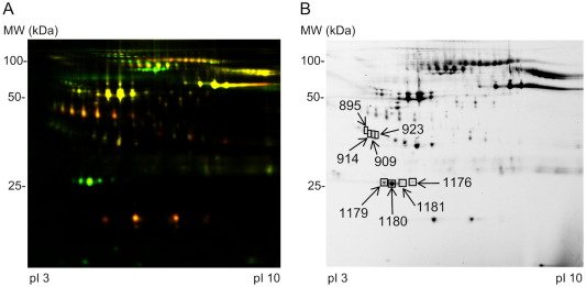 label free biosensor methods in drug discovery