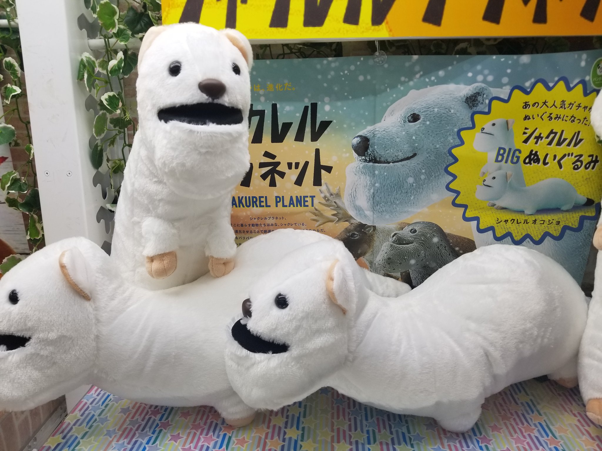 ট ইট র 万代藤野ゲームセンター シャクレルプラネット オコジョぬいぐるみ入荷いたしました 今回もシャクレ具合が良き 万代藤野 フジマン 万代 シャクレルプラネット オコジョ ぬいぐるみ 新景品 ゲームセンター Ufoキャッチャー ট ইট র 万代藤野ゲームセンター シャクレルプラネット オコジョぬいぐるみ入荷いたしました 今回もシャクレ具合が良き 万代藤野 フジマン 万代 シャクレルプラネット オコジョ ぬいぐるみ 新景品 ゲームセンター Ufoキャッチャー