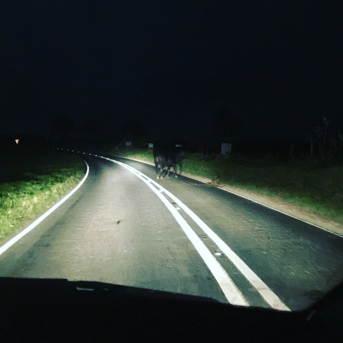 Mooooove!!! 🤣🤣 directing traffic around cows is now on my CV !!