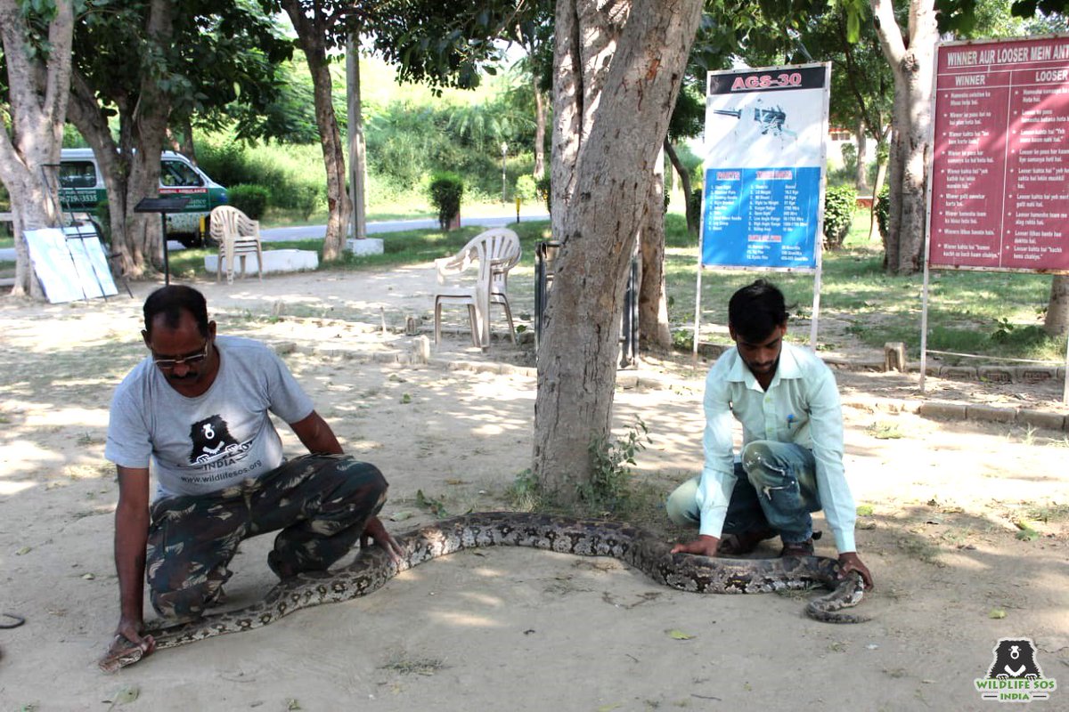WildlifeSOS's tweet image. @WildlifeSOS rescued a 12-foot-long #IndianRockPython from the army base located near #Agra Fort. The python weighed approx 25 kgs and is currently under observation.
If you come across any wild animal in distress in the Agra region, call our #helpline number +91-9917109666.