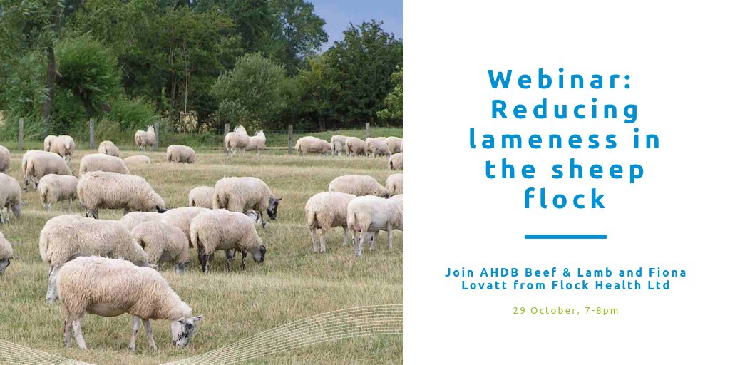 AHDB_BeefLamb's tweet photo. Do you want to reduce lameness in your sheep flock? Then we have the #webinar for you! Join us and @flockhealth on 29 October 7-8pm #sheep365 https://t.co/k4mltgtdZk https://t.co/usqH50hTyN