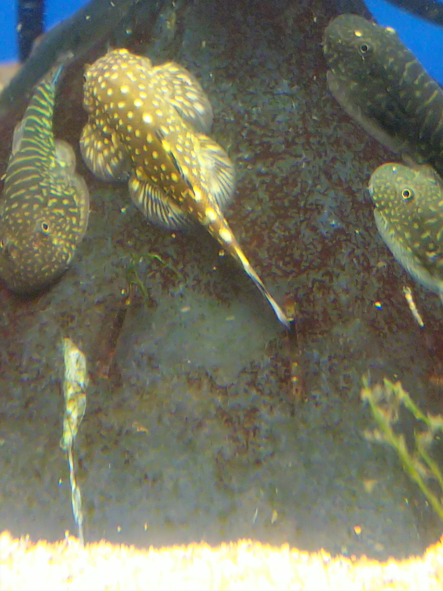 中村観魚園 ボルネオプレコの バリエーションです ボルネオプレコ