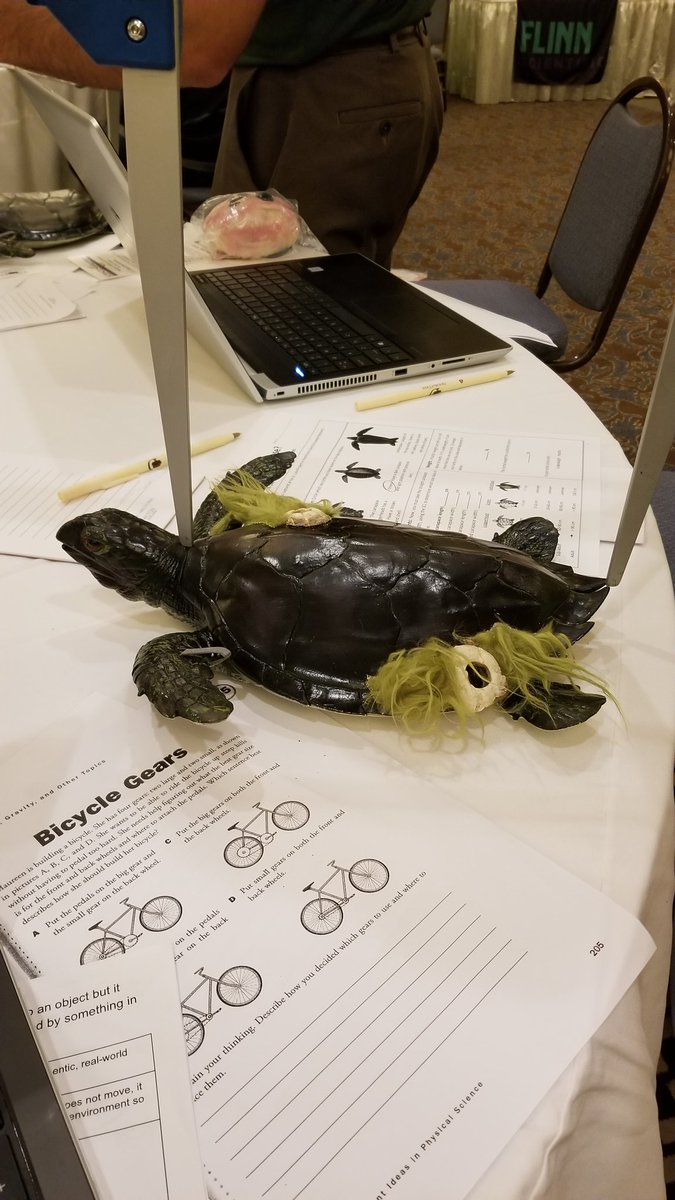 Cullen4EDU's tweet photo. Turtles down, hands up! @ResearchInwater offers a trunk full of standards-based lessons for teachers to borrow....FREE!!! #freeisforme #FASS2018 @FLSciSuper https://t.co/nI4YKv357e