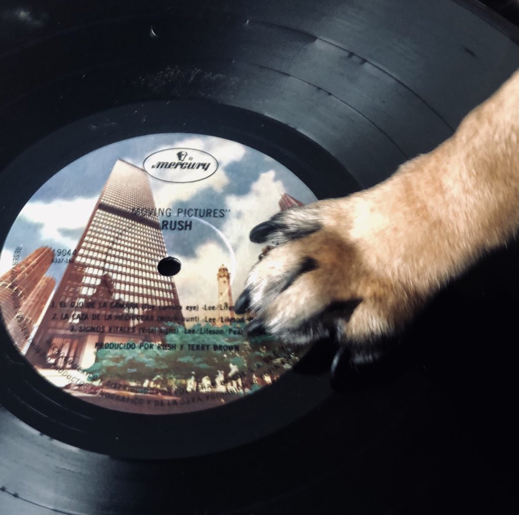 DexterElPug's tweet photo. Si ya saben como soy ... 

#PugLife #VinylFestQRO https://t.co/XfbpAGk8pn