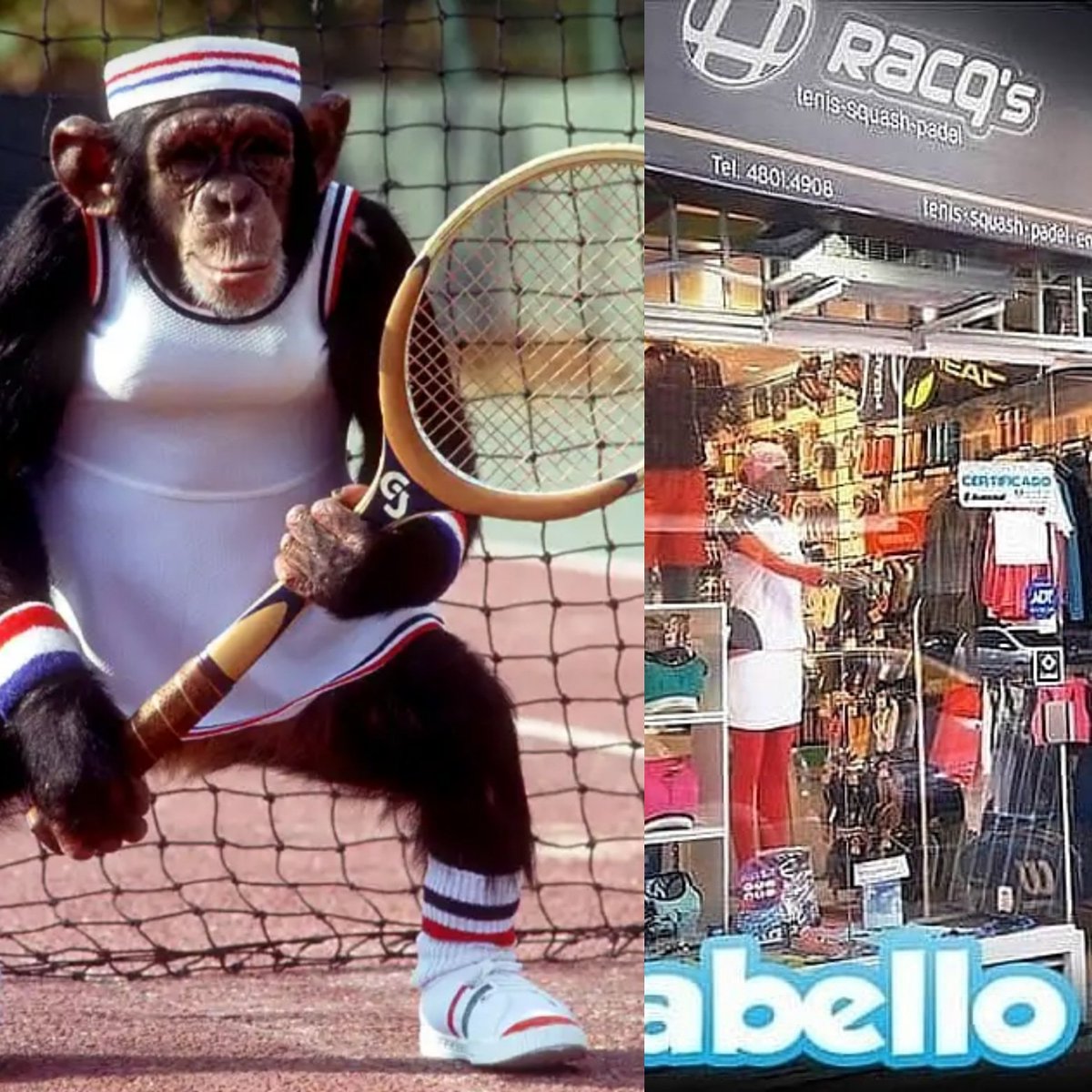 RacqsDeportes's tweet photo. Estás jugando como la mona...veni tenemos la raqueta ideal para cada tipo de jugador  Racqs Deportes   Cabello 3386 Palermo https://t.co/k4qXwL5hIp