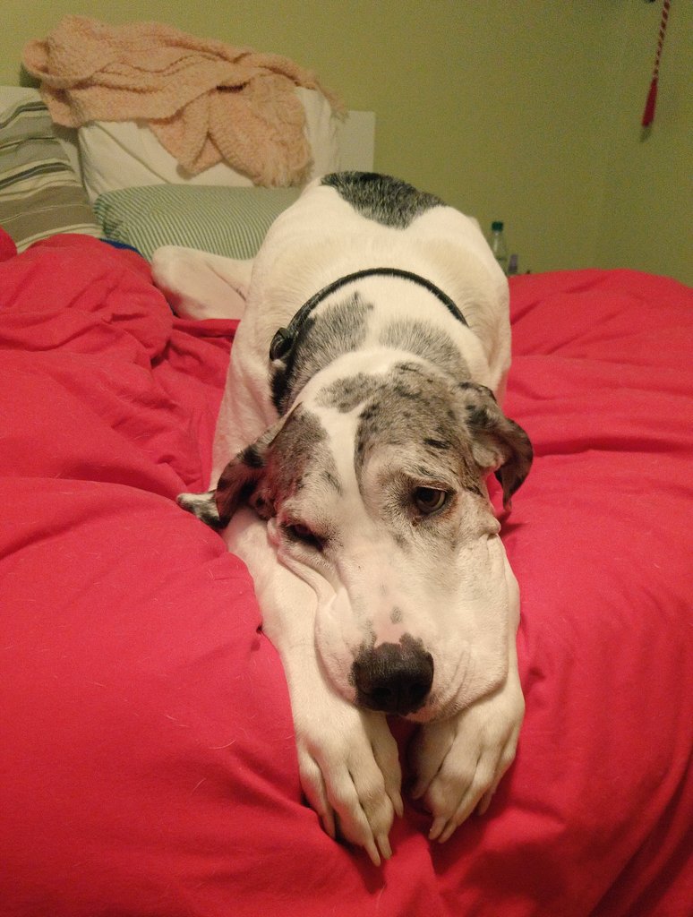 sarahsmosaic's tweet image. Life&apos;s rough when your sister steals your spot on other sister&apos;s bed and you have to steal it back in the middle of the night. 👧🐶👩  #doublebedsjustarentbigenough #greatdaneproblems