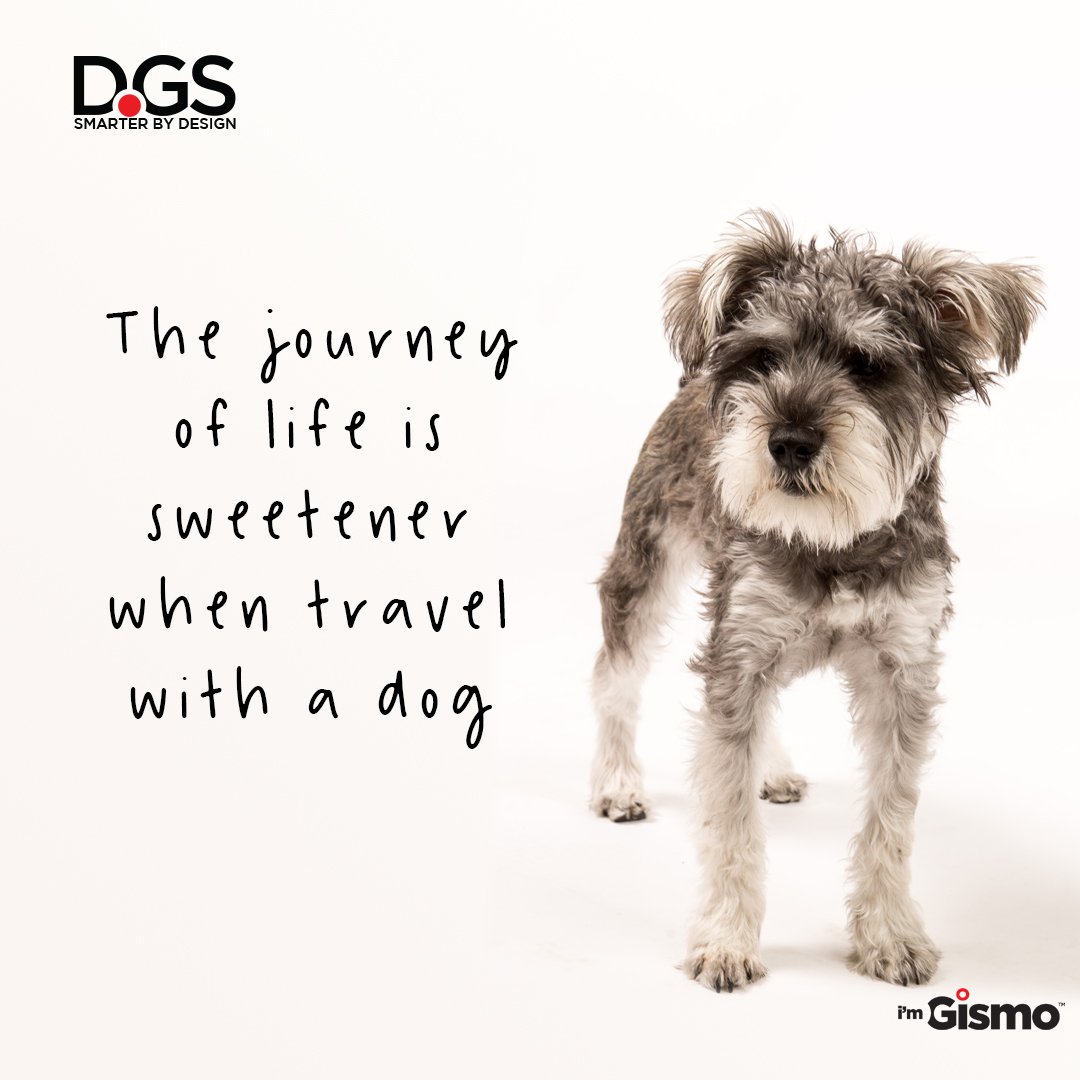 HelloImGismo's tweet photo. Life is just better with a dog!
#imGismo #dogwalk #dogsofinstagram #doglovers #dogwalking #dogoftheday #pets #mascotas #perros #LoveMyDog #PuppyLove #Dog #Puppy #Doggo #Dogstagram #DogLover #InstaDog https://t.co/qQkOVFw4E7