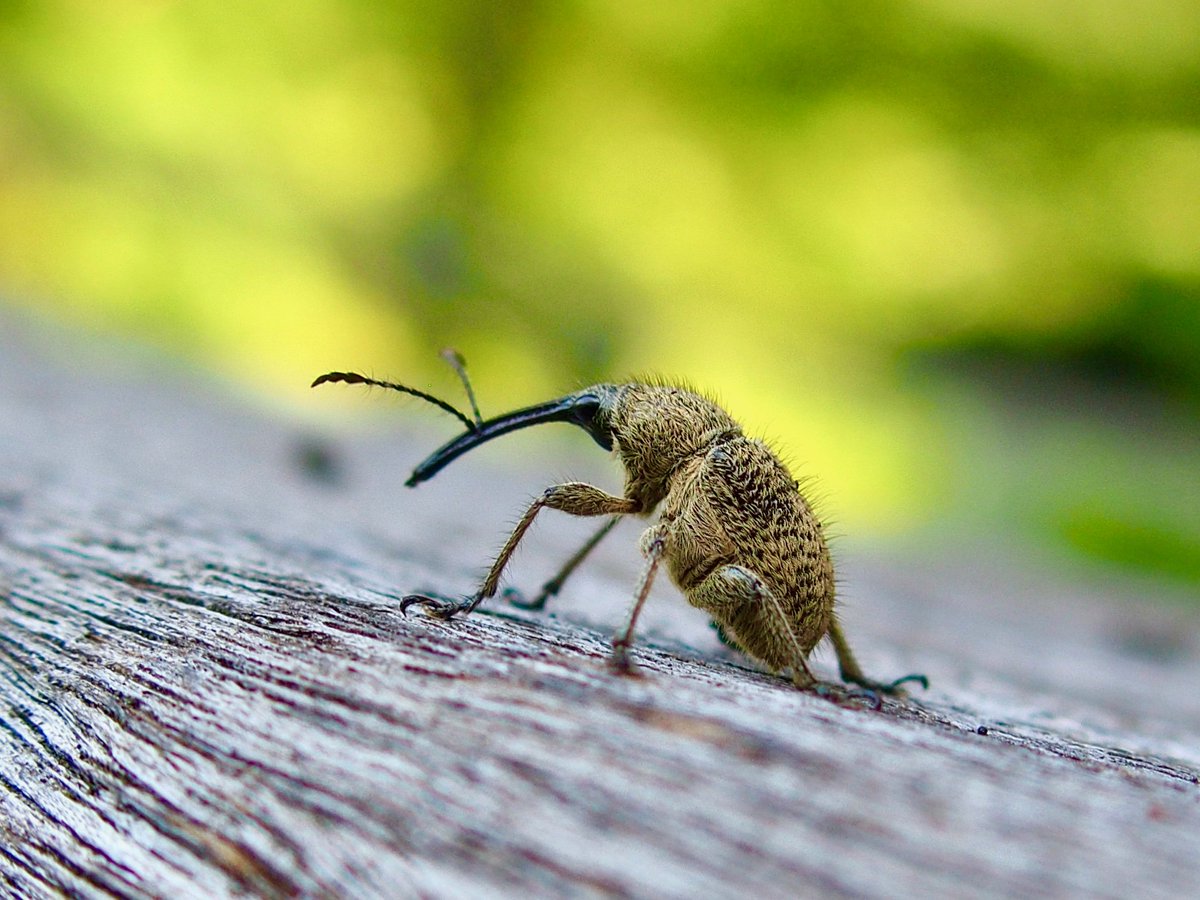 ハイイロチョッキリ